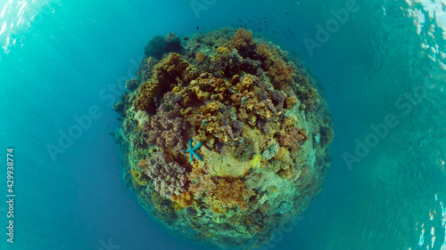 Coral garden seascape. Colourful tropical coral. Philippines.