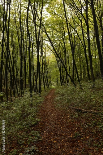 path in the forest