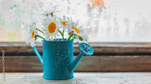 Decorative watering can vase with wildflowers white daisies on the village wet window in the drops after the summer rain in spring.