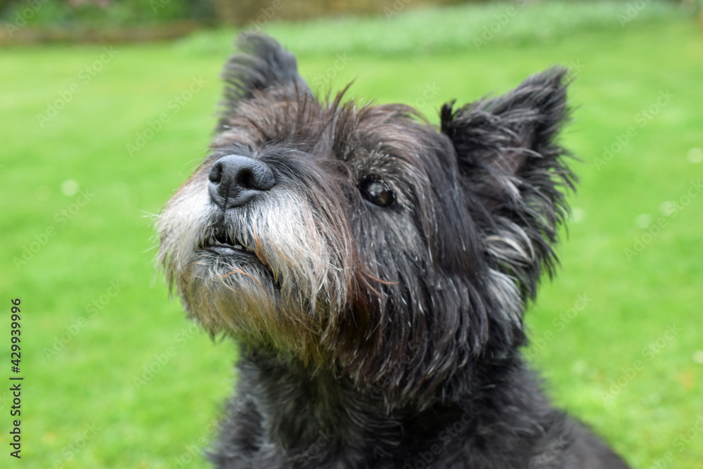 Neugierig blickender 15 Jahre alter Cairn Terrier