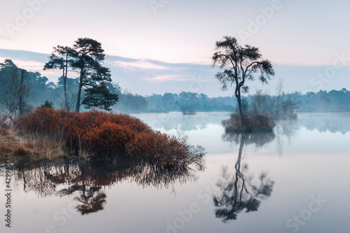 bog myrtle bushes at the edge of a lake with small islands in the morning, Oisterwijk, Dutch landscape photo