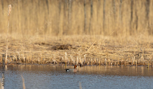 Eurasian teel in a pond