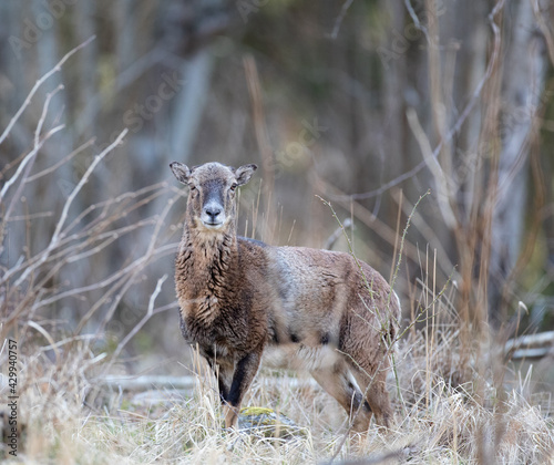 Mouflon in Riddersholm photo