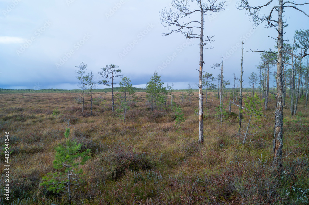 Obraz premium northern forest swamp moss pine tree