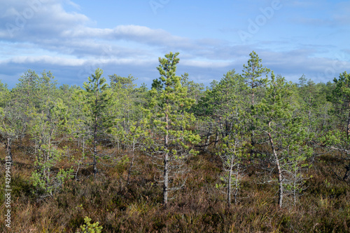 northern forest pine tree sun light