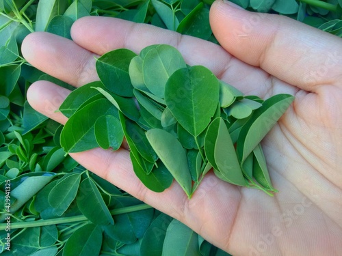 hands holding moringa leaves photo