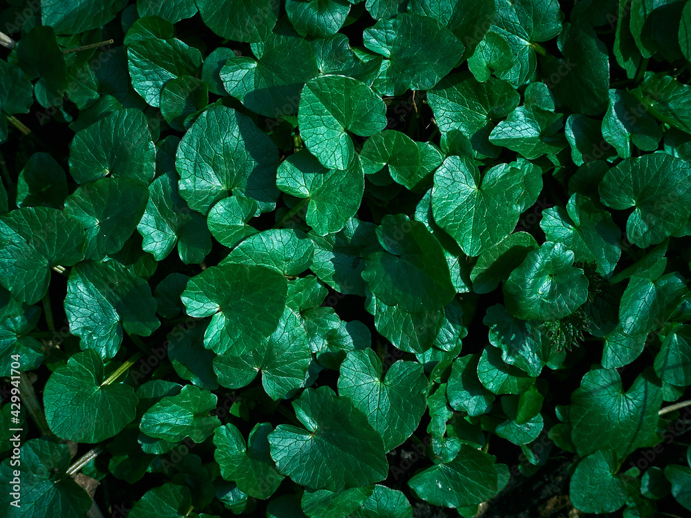 Background of fresh green leaves.