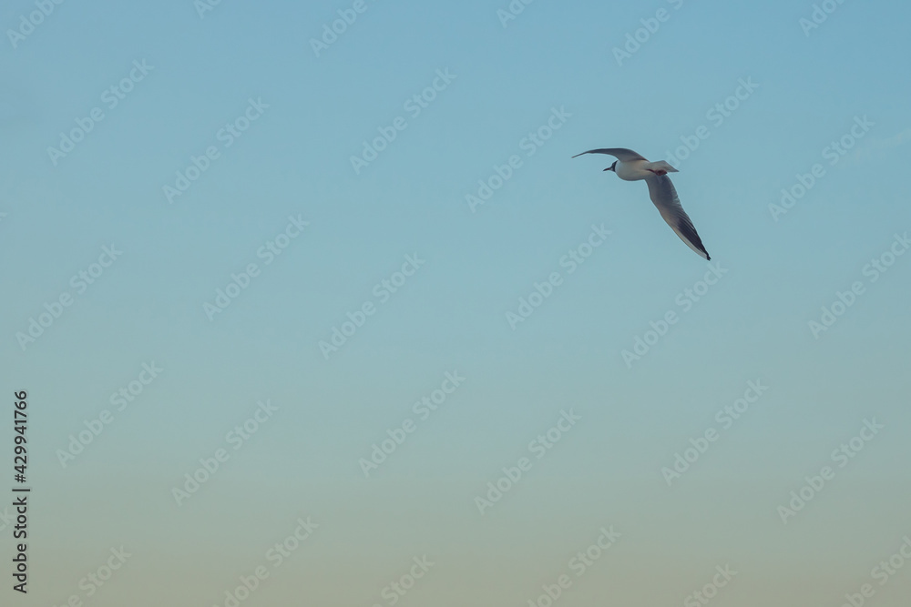 Flying seagull on the clear sky at sunset. Flying seagull on the clear sky at sunset.