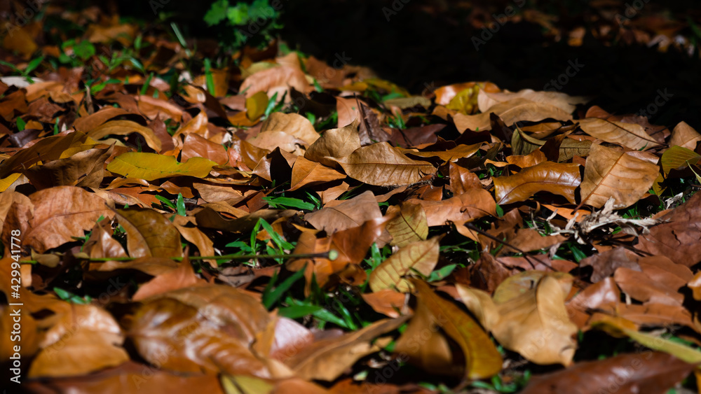 Fallen leaves on ground among green grass.
