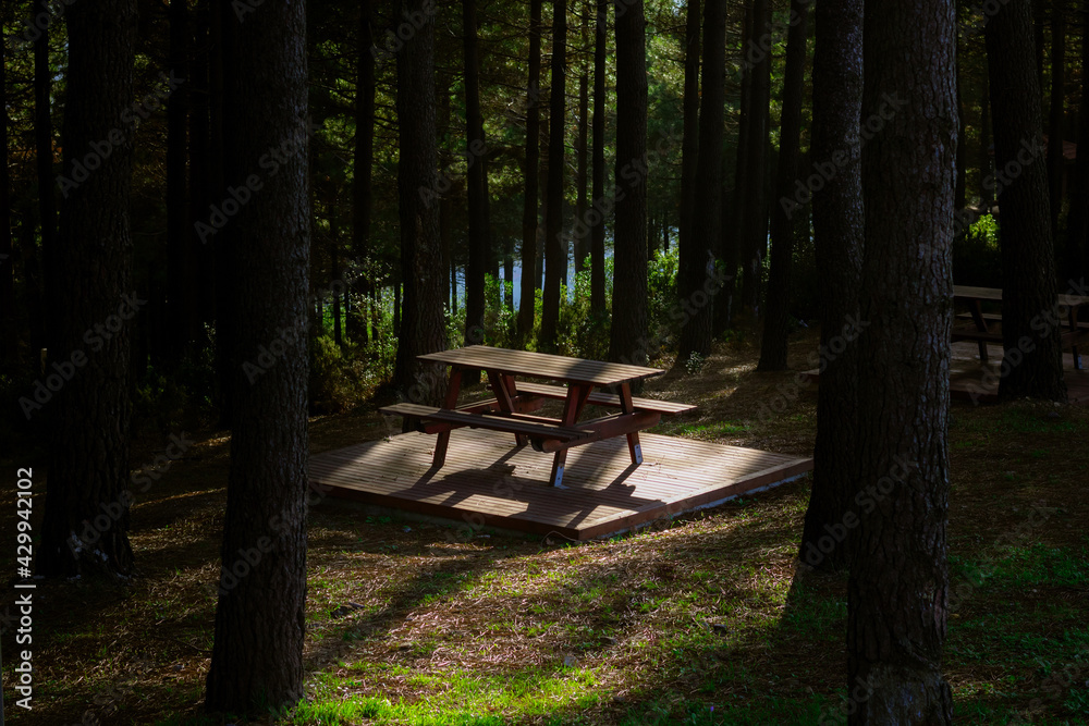 Picnic table in the forest illuminated by sunlight