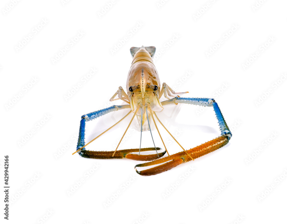 Obraz premium Fresh shrimp,prawn isolated on white background