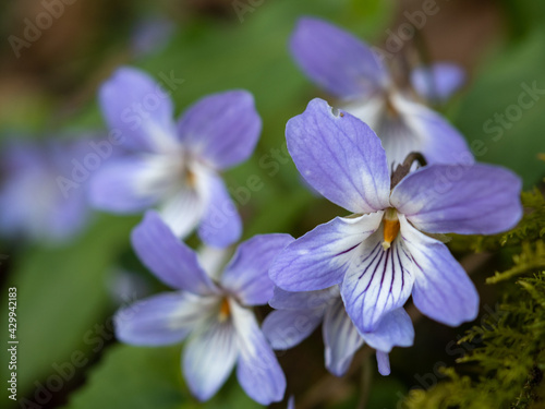 紫の花 © syogo tatetsu