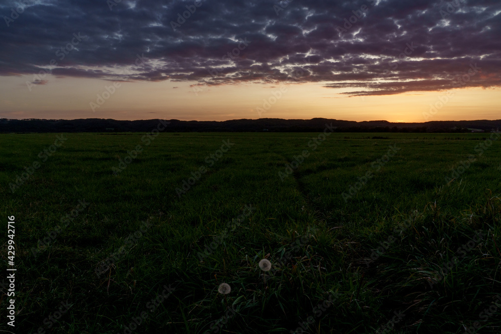 cotton grass in evening meadow in hokkaido japan