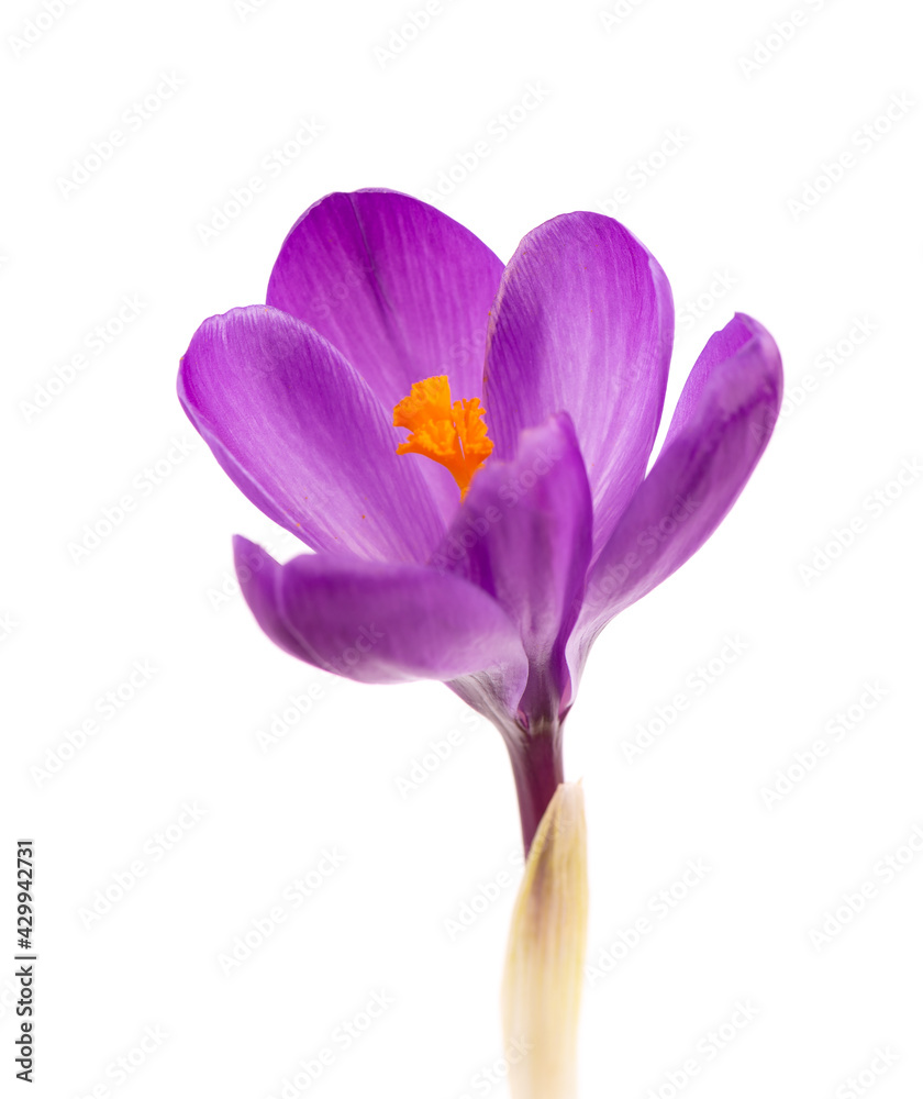 Fototapeta premium Crocus flower isolated on white background. Close up of saffron flower.