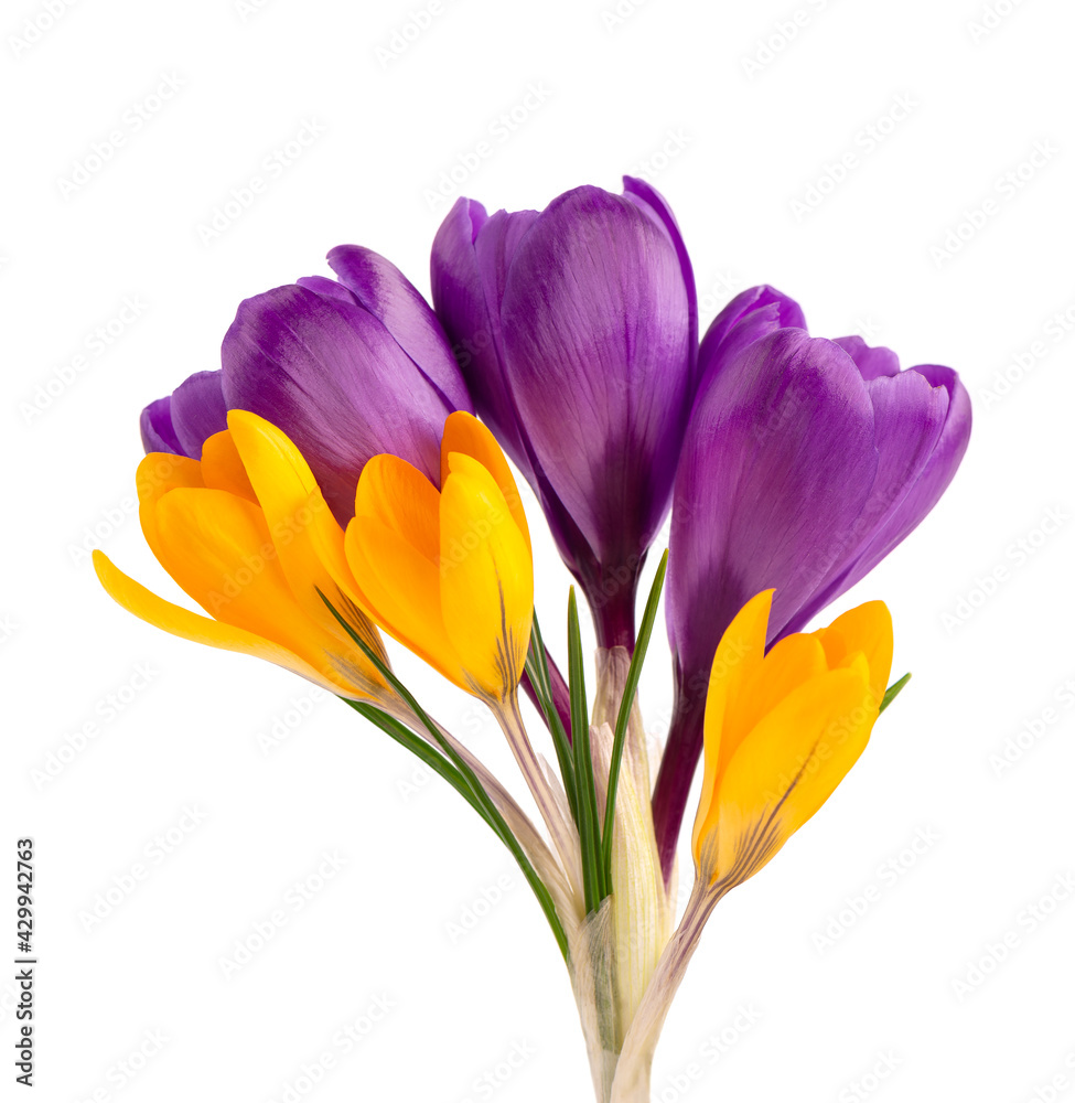 Crocus flowers bouquet, isolated on white background. Beautiful spring flowers.