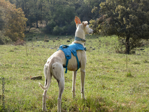 A greyhound dog in a special suit standing on a green meadow © RODRIGO