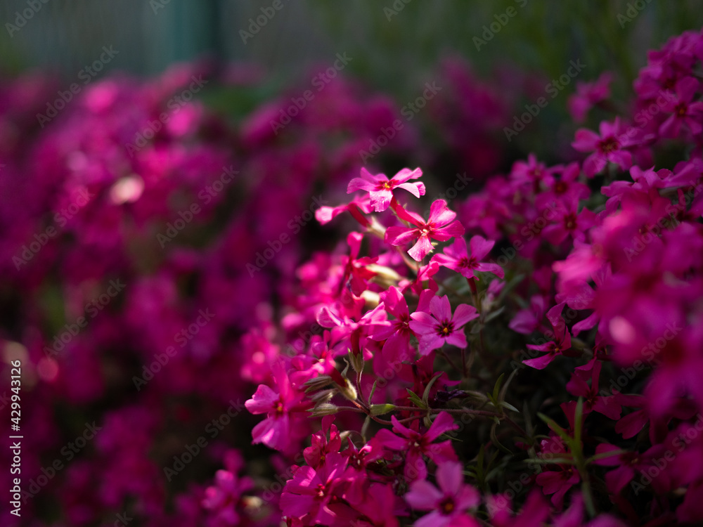 Obraz premium ピンクの花に差し込む光
