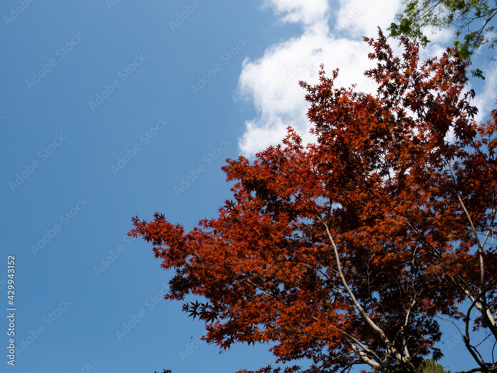 青空と紅葉 青空と紅葉