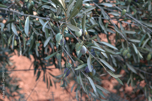 Green blue olive tree with olives growing in beautiful Malta