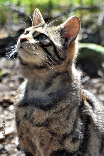 Scottish Wildcat 