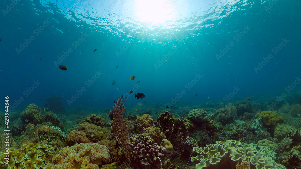 Fototapeta premium Reef Coral Tropical Garden. Tropical underwater sea fish. Colourful tropical coral reef. Philippines.