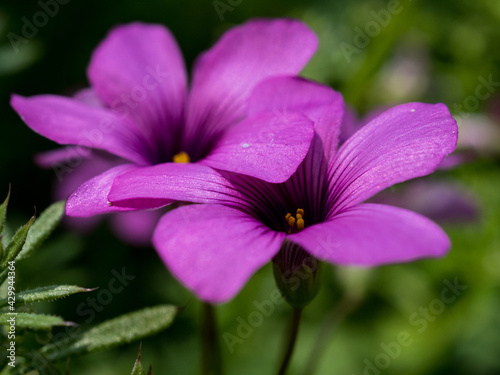 日陰に咲く紫色の花