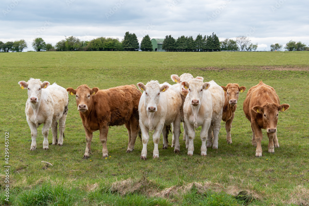 Small herd of cows posing for the camera on the pasture Small herd of cows posing for the camera on the pasture