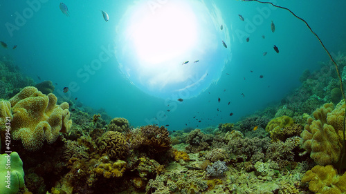 Tropical Fishes on Coral Reef, underwater scene. Colourful tropical coral reef. Scene reef. Philippines.