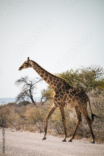 Giraffe crossing street in Namibia  Etosha Park. 