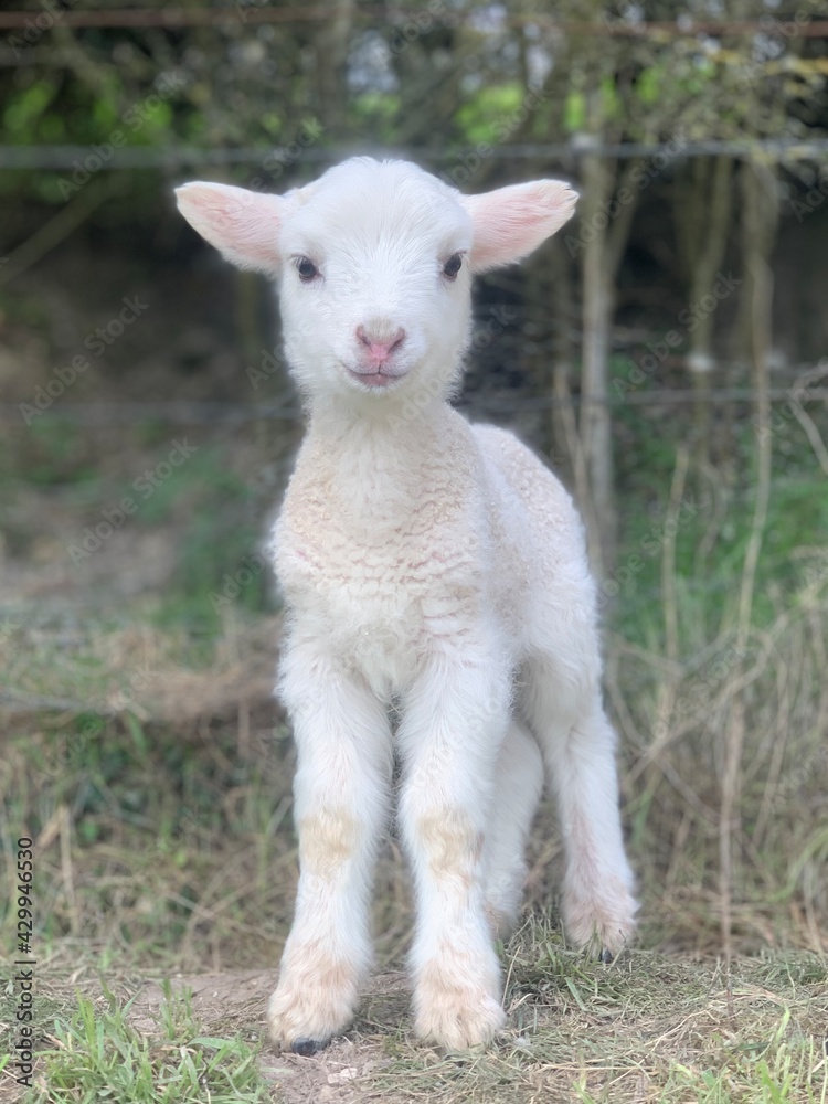 Cute white lamb 