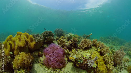Reef Coral Scene. Tropical underwater sea fish. Hard and soft corals, underwater landscape. Philippines. © Alex Traveler