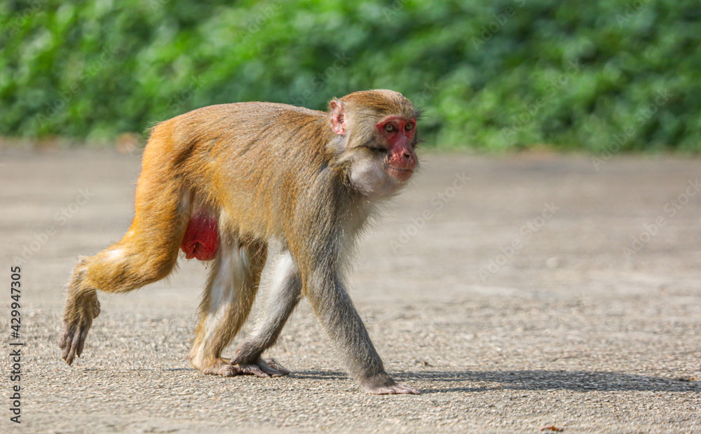 Fototapeta premium Monkey walks in the park