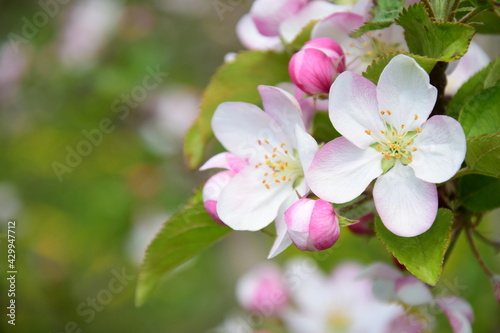 Wunderschöne Apfelbaumblüten in Weiß und Rosa im Frühling in Lana bei Meran - Südtirol