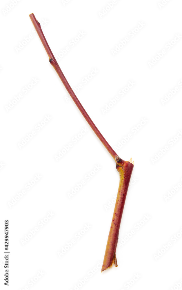 Wooden twig isolated on a white background. Wooden twig isolated on a white background.