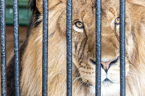 Φωτογραφία Portrait of a lion in a cage at the zoo.