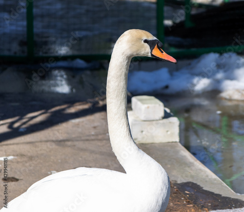 Portrait of a swan in the zoo.