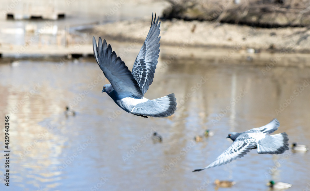 Fototapeta premium The dove flies in the city over the lake