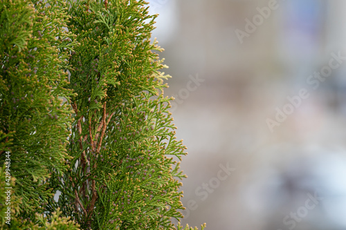 The young tya thuja Lat coniferous plant of the cypress family is a bright saturated green color in the left side of the frame with copy space in the right side of the frame. High quality photo