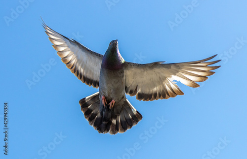 Dove in flight against the sky.