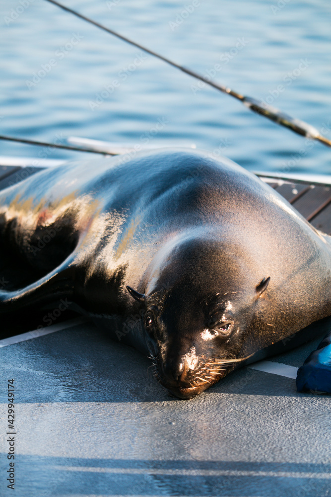 Fototapeta premium Big Seal sleeping on the boat in Swakopmund, Walvis Bay, Africa