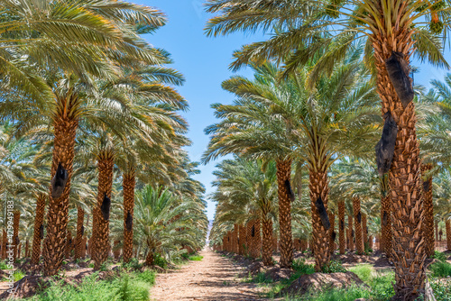 Plantation of date palms intended for healthy food production. Dates agriculture is rapidly developing industry in desert areas of the Middle East