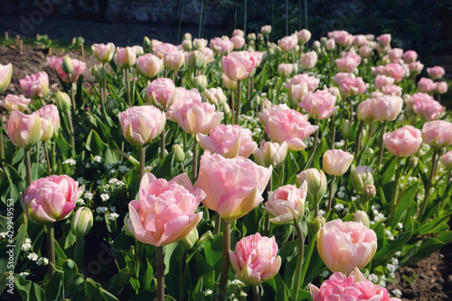 Pink peony flowered double tulip 'Angelique' in flower #429949553