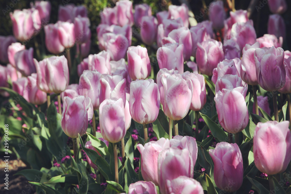 Fototapeta premium Pink single triumph tulip 'Synaeda Amor' in flower