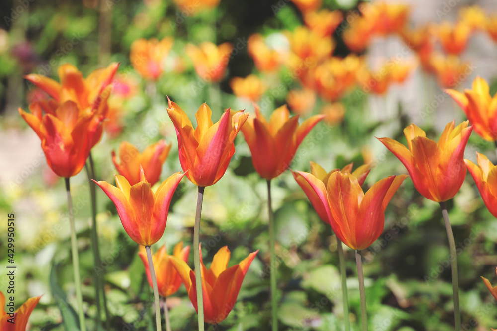 Yellow and red single lily flowered tulip 'Ballerina' in flower Yellow and red single lily flowered tulip 'Ballerina' in flower