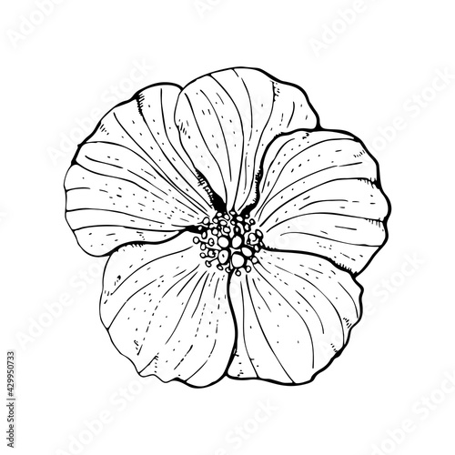 Line art hibiscus flower with black outline isolated on white background. Stock vector illustration.