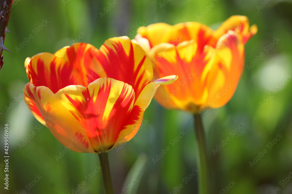 Variegated Yellow and red single triumph flowered tulip in flower Variegated Yellow and red single triumph flowered tulip in flower