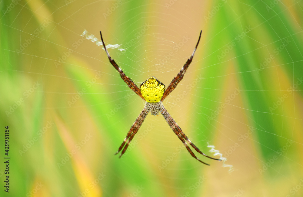 Spider - Close up detail of spiders in the wild, Yellow body spider. Argiope appensa is an orb-weaving spider belonging to the family Araneidae Spider - Close up detail of spiders in the wild, Yellow body spider. Argiope appensa is an orb-weaving spider belonging to the family Araneidae