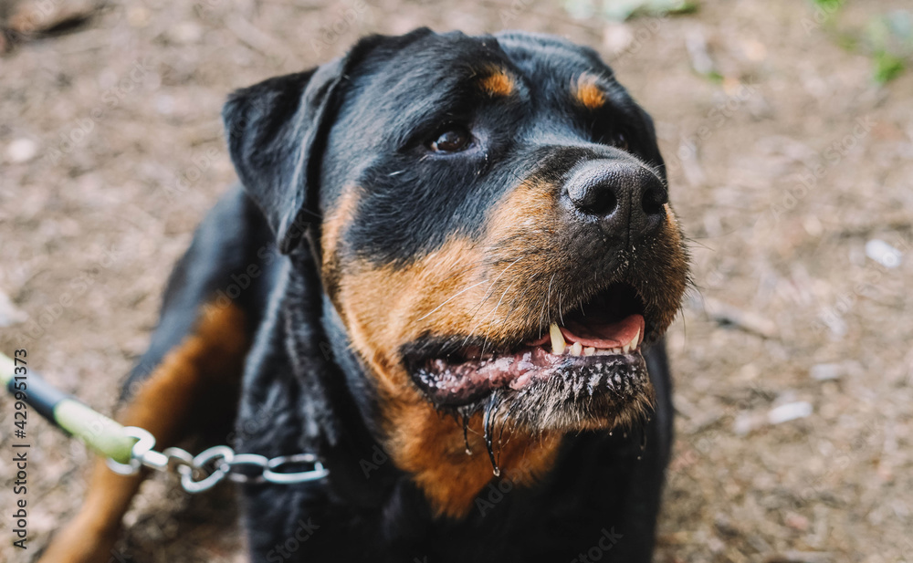 Primer plano de unperro raza rottweiler sentado en el parque Primer plano de unperro raza rottweiler sentado en el parque
