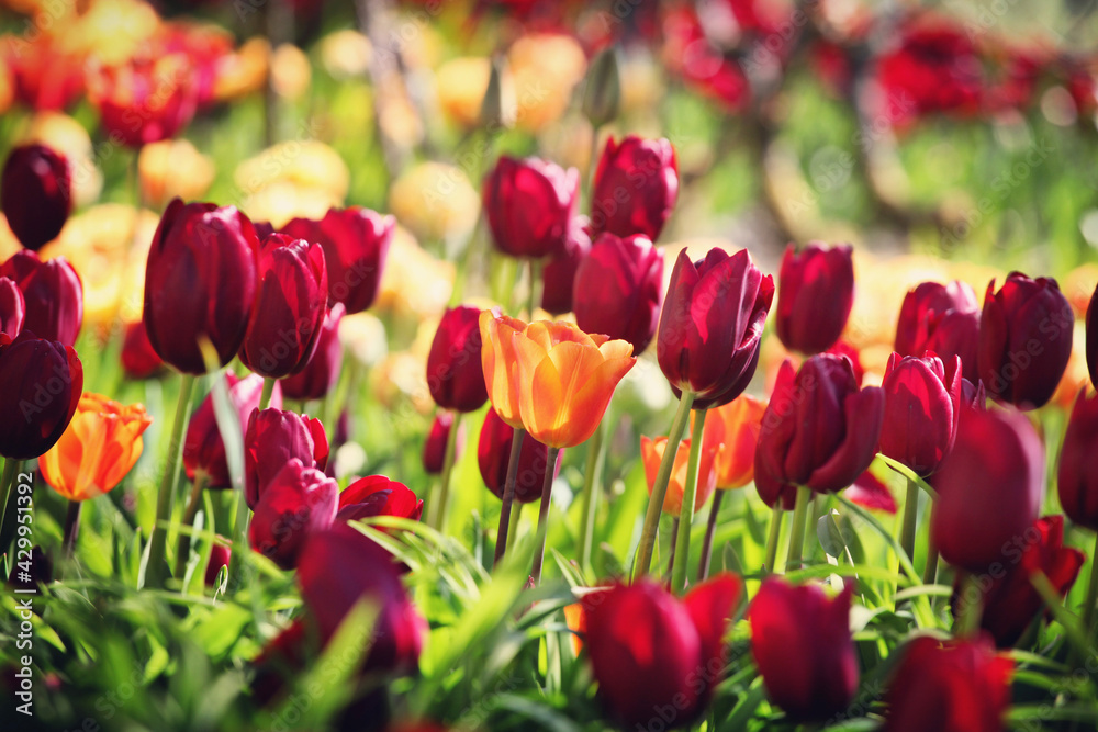 Deep red single and orange triumph tulips in flower Deep red single and orange triumph tulips in flower