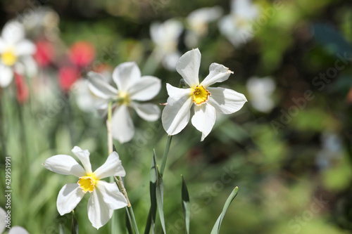 White and yellow miniature daffodils  Poet  s Narcissus  in flower